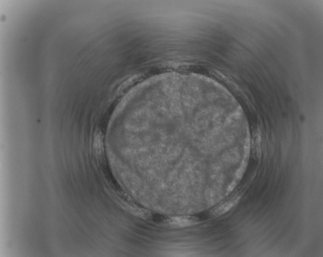 X0000068740623200605262052