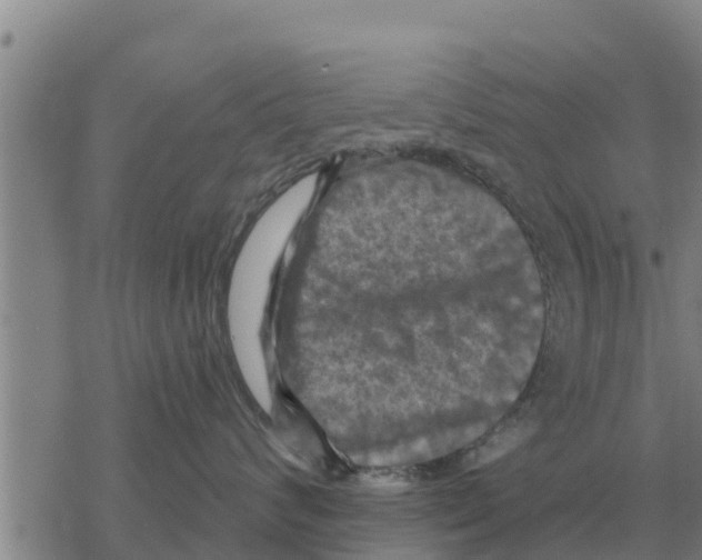 X0000068740624200605262052