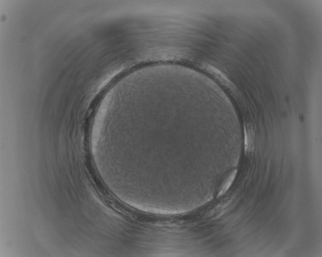 X0000068740627200605262051