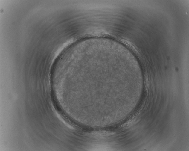 X0000068740630200605262051