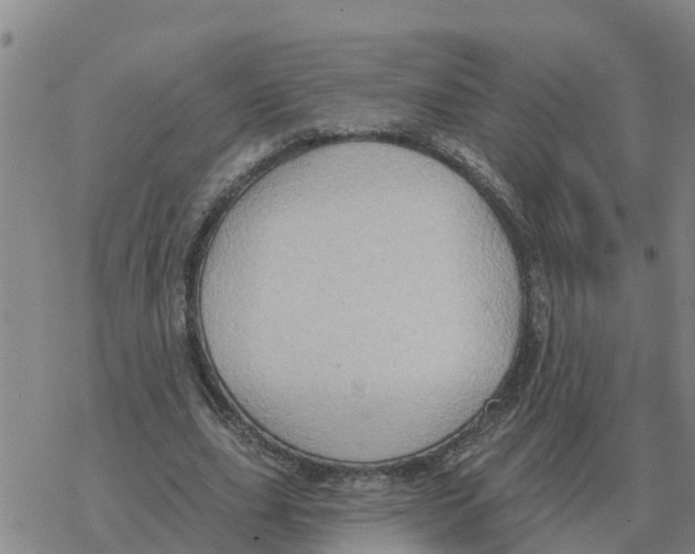 X0000068740631200605262051