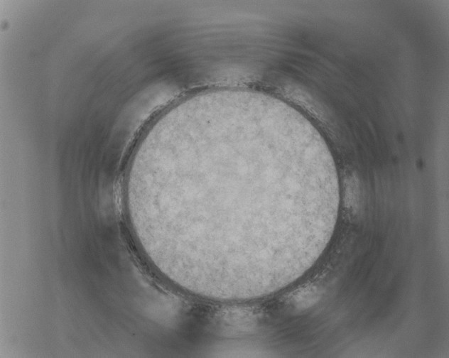 X0000068740632200605262051