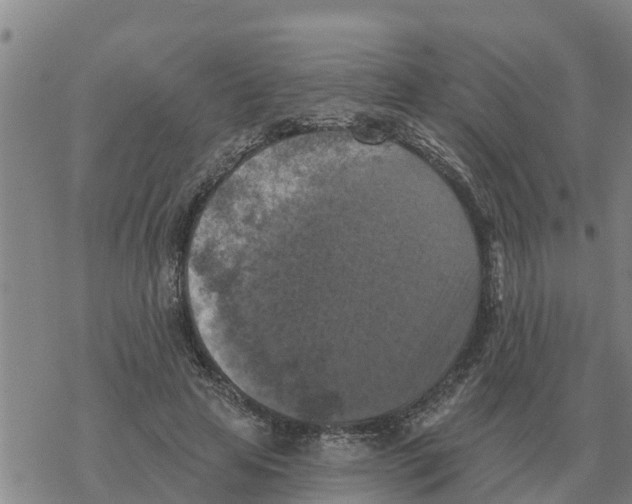 X0000068740641200605262052