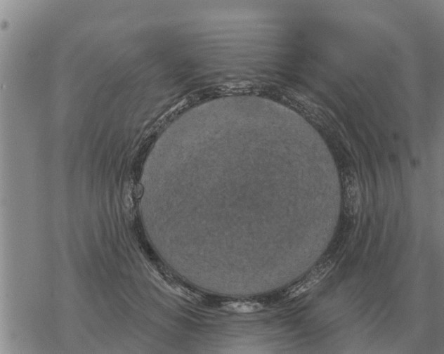 X0000068740654200605262052