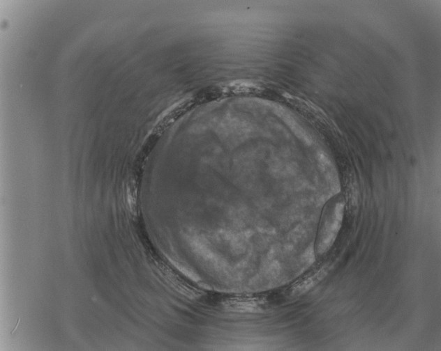 X0000068740661200605262052