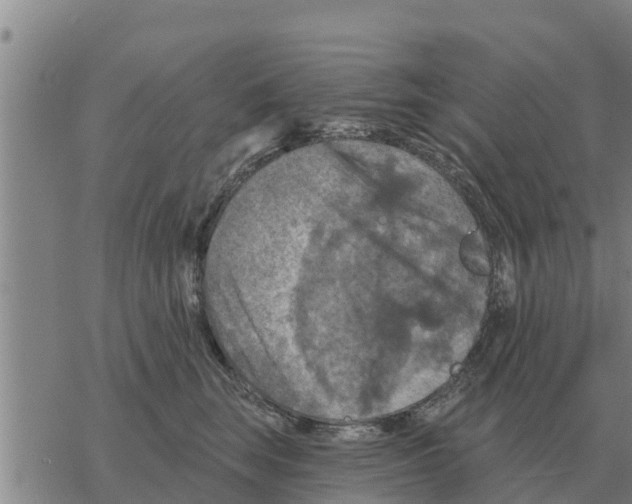 X0000068740663200605262052