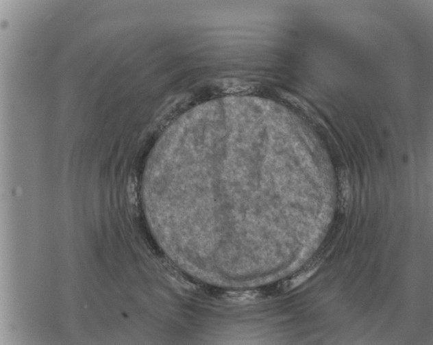 X0000068740667200605262052