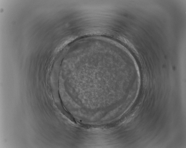 X0000068740673200605262051