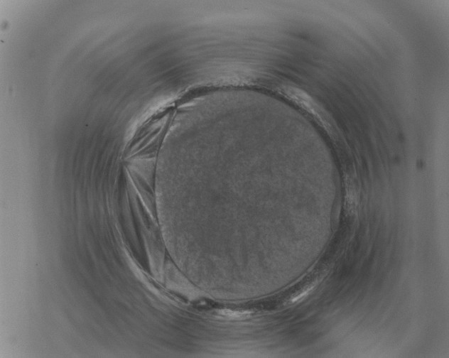 X0000068740677200605262051