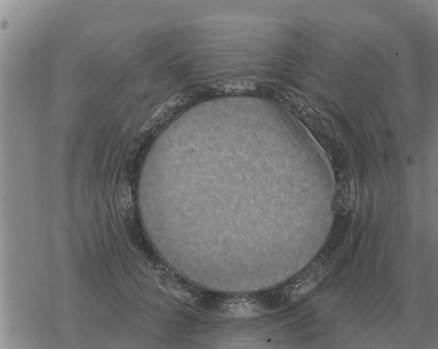 X0000068740704200605262051