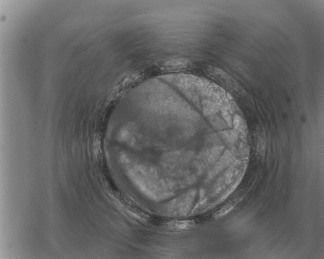 X0000068740711200605262051