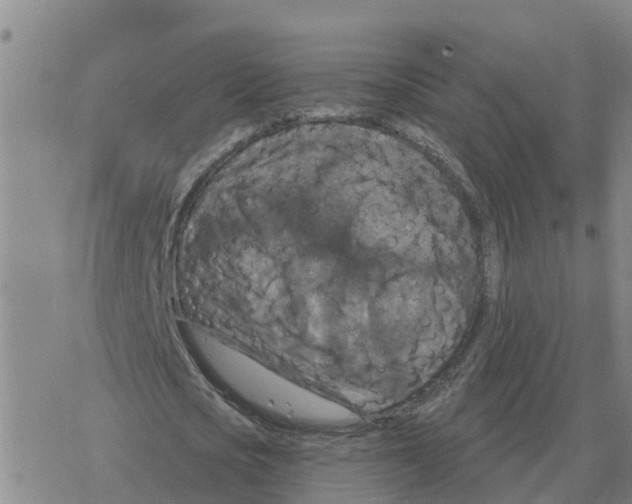 X0000068740721200605262050