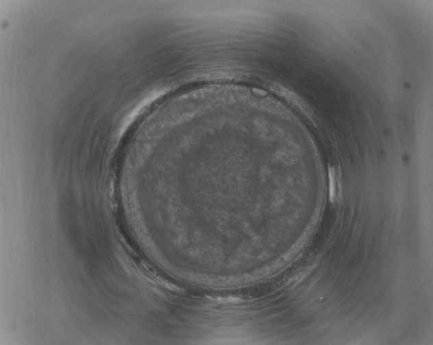 X0000068740723200605262050