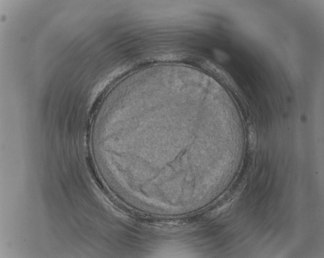 X0000068740725200605262050