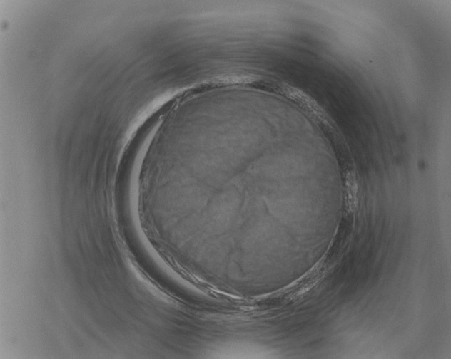 X0000068740726200605262050