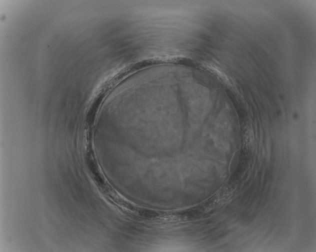 X0000068740736200605262050