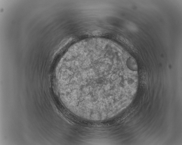 X0000068740738200605262050