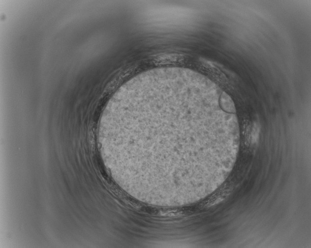 X0000068740753200605262050