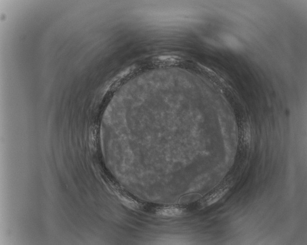 X0000068740759200605262050