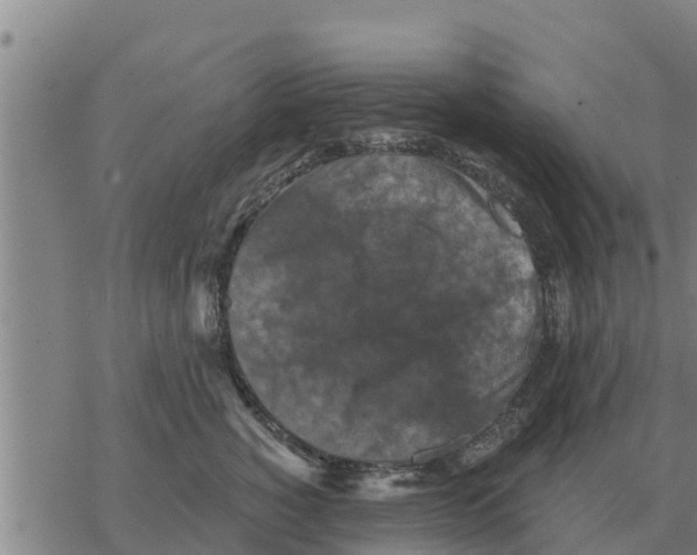 X0000068740760200605262050