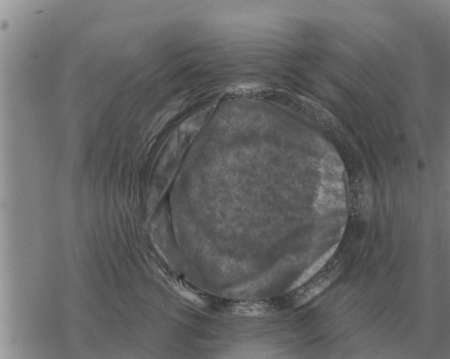 X0000068740762200605262050