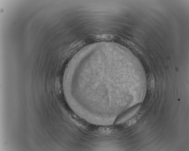 X0000068740764200605262050