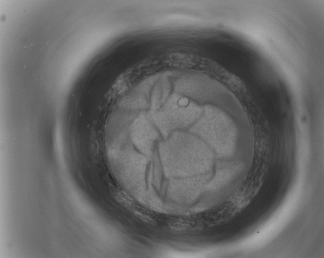 X0000068740765200605262050