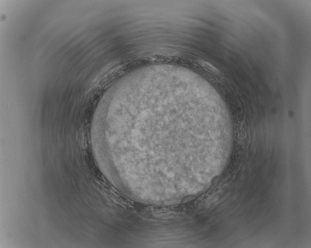 X0000068740774200605262050