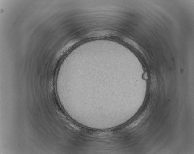 X0000068740778200605262050