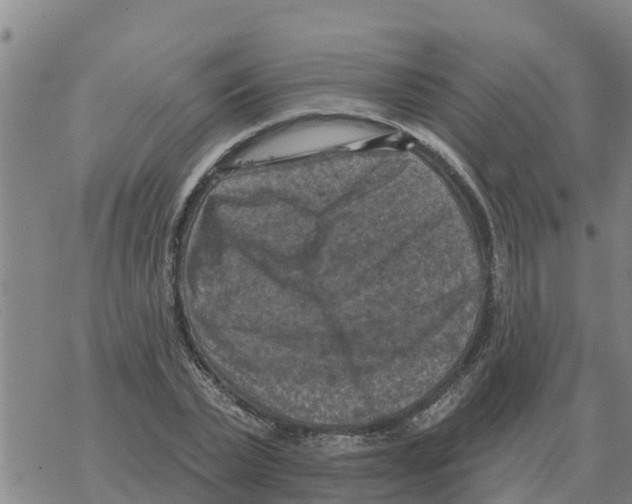 X0000068740783200605262050