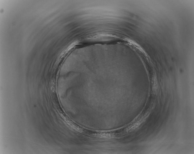 X0000068740785200605262050