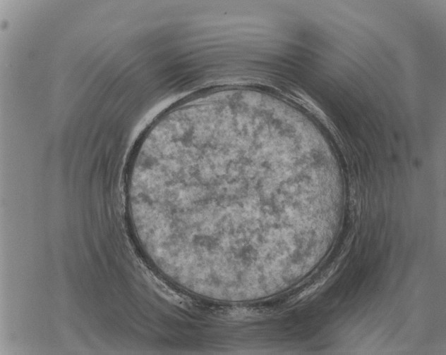 X0000068740787200605262049