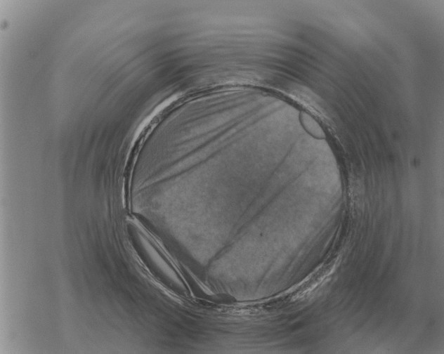 X0000068740790200605262049