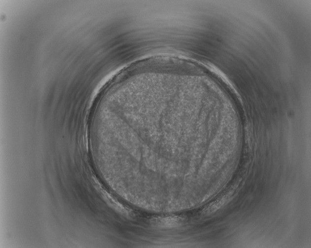 X0000068740791200605262049