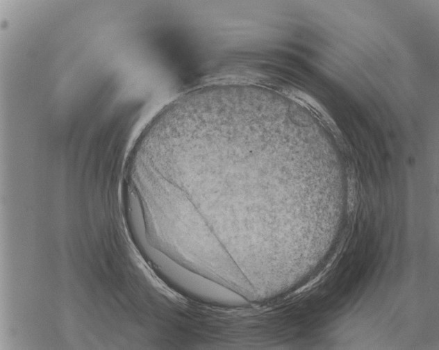 X0000068740796200605262049