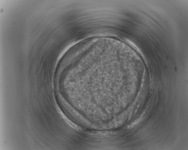 X0000068740803200605262049