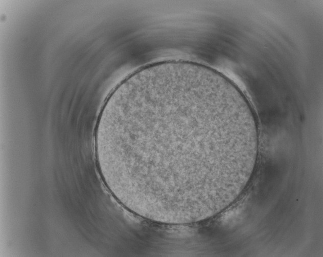 X0000068740807200605262049