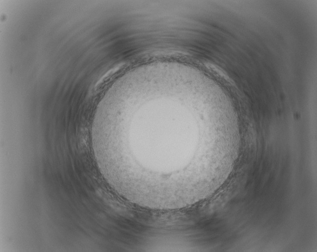 X0000068740824200605262048