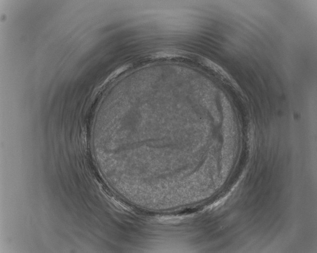 X0000068740825200605262048