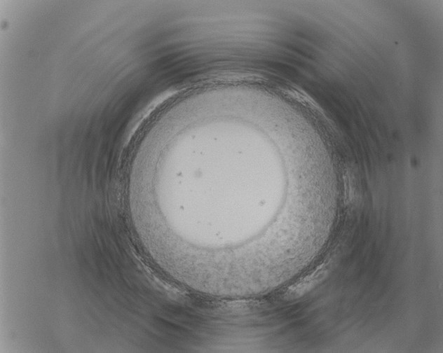 X0000068740828200605262048