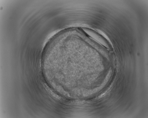 X0000068740831200605262048