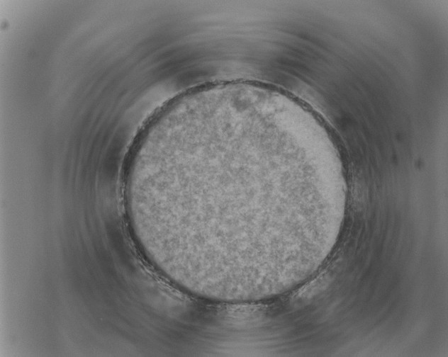 X0000068740832200605262048