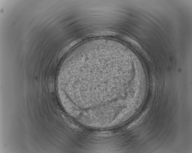 X0000068740833200605262048