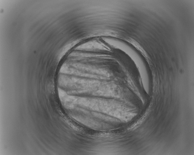 X0000068740834200605262048