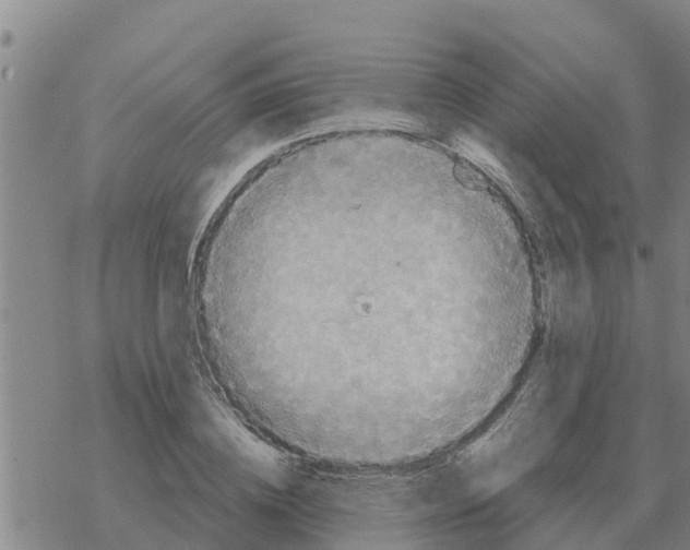 X0000068740836200605262048