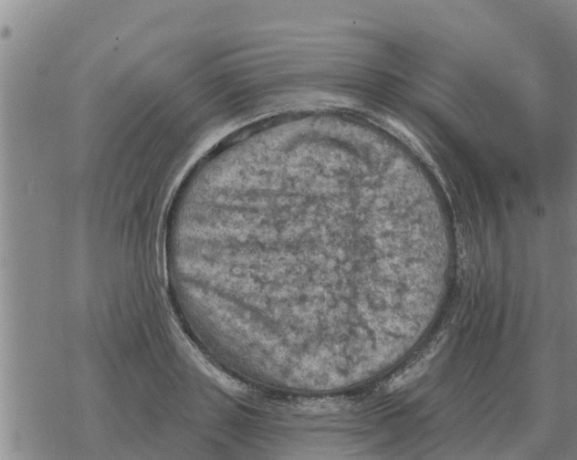 X0000068740843200605262049