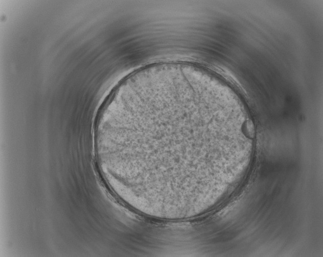 X0000068740844200605262049