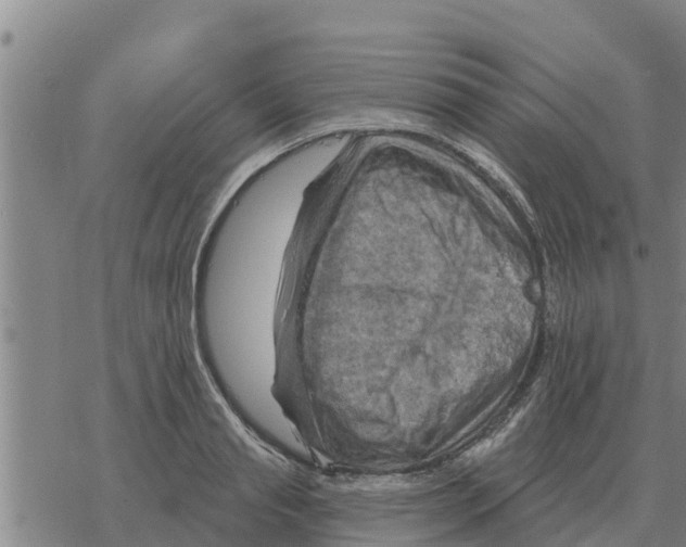 X0000068740845200605262049