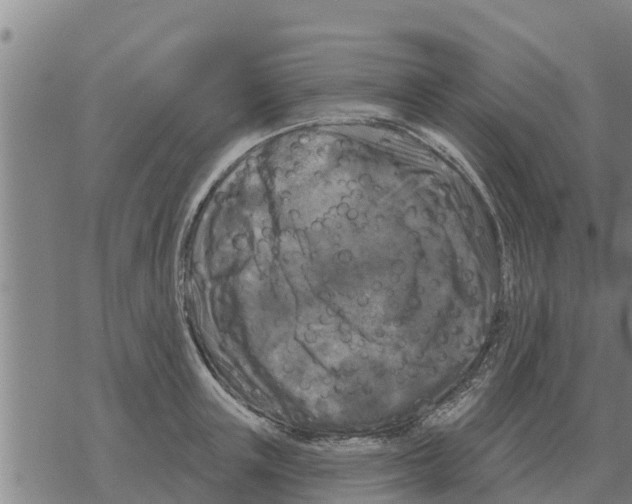 X0000068740851200605262049