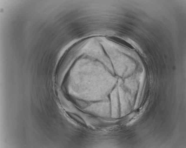 X0000068740854200605262049